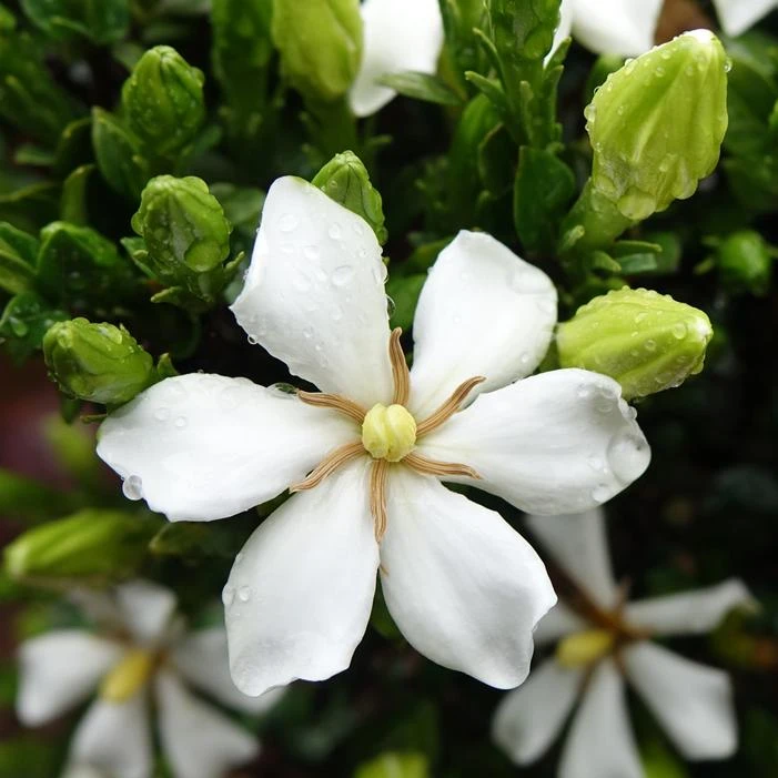 SWEET STAR® GARDENIA 1 SWEET STAR® GARDENIA