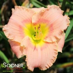ELEGANT CANDY DAYLILY 3 ELEGANT CANDY DAYLILY -Deals Tend Twig Store DETA 4229