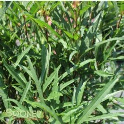 FINE LINE® BUCKTHORN -Deals Tend Twig Store DETA 423