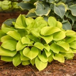 FIRE ISLAND HOSTA -Deals Tend Twig Store DETA 4239