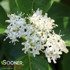 ARCTIC FIRE® YELLOW TWIG DOGWOOD