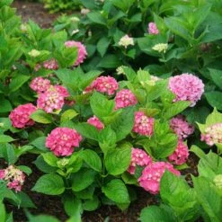 LET'S DANCE BIG BAND® HYDRANGEA