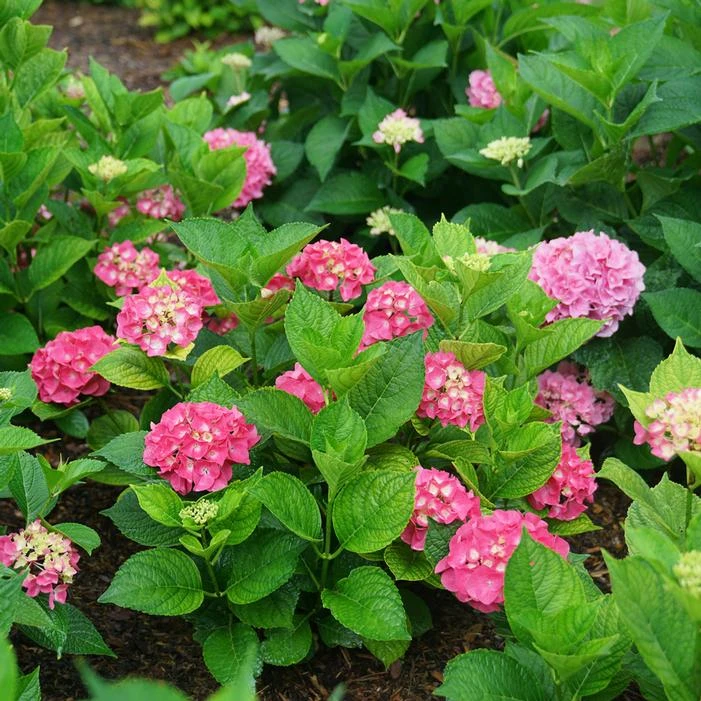 LET'S DANCE BIG BAND® HYDRANGEA 1 LET'S DANCE BIG BAND® HYDRANGEA