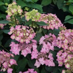 LET'S DANCE CAN DO® HYDRANGEA -Deals Tend Twig Store DETA 4251