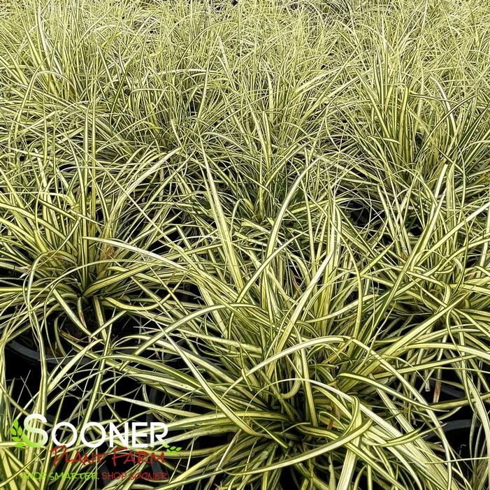 EVERGOLD VARIEGATED SEDGE 1 EVERGOLD VARIEGATED SEDGE