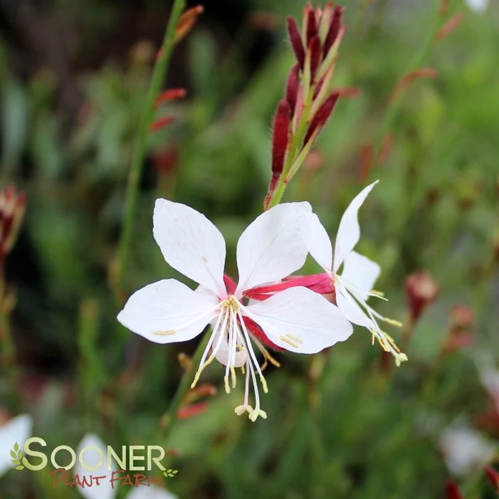 WHIRLING BUTTERFLIES WAND FLOWER 1 WHIRLING BUTTERFLIES WAND FLOWER