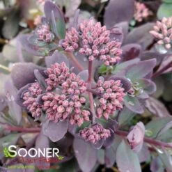SUNSPARKLER® PLUM DAZZLED SEDUM 5 SUNSPARKLER® PLUM DAZZLED SEDUM -Deals Tend Twig Store DETA 4348