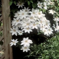 HENRYI CLEMATIS -Deals Tend Twig Store DETA 4374