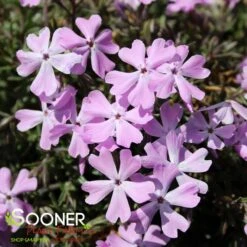 SPRING BLINGâ„¢ PINK SPARKLES HYBRID SPRING PHLOX