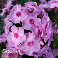 LUMINARY® OPALESCENCE GARDEN PHLOX
