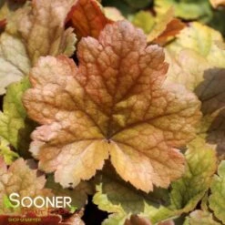 DOLCE® TOFFEE TART CORAL BELLS -Deals Tend Twig Store DETA 4426