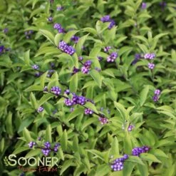 EARLY AMETHYST BEAUTYBERRY