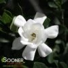 STEADY AS SHE GOES® GARDENIA