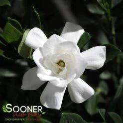 STEADY AS SHE GOES® GARDENIA