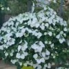 FAIRYTRAIL BRIDE® CASCADE HYDRANGEA
