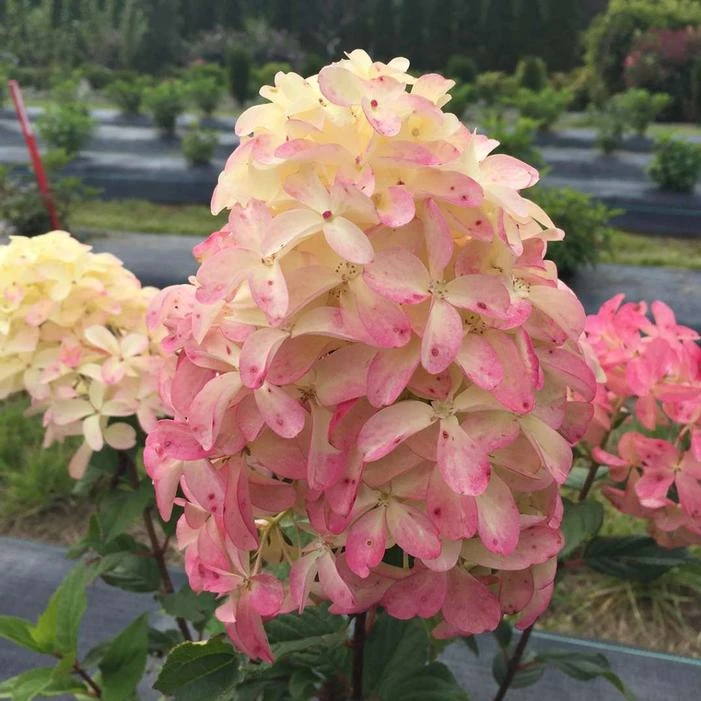 QUICK FIRE FAB® HYDRANGEA 2 QUICK FIRE FAB® HYDRANGEA - Image 2