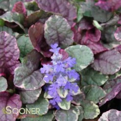 BURGUNDY GLOW AJUGA -Deals Tend Twig Store DETA 447
