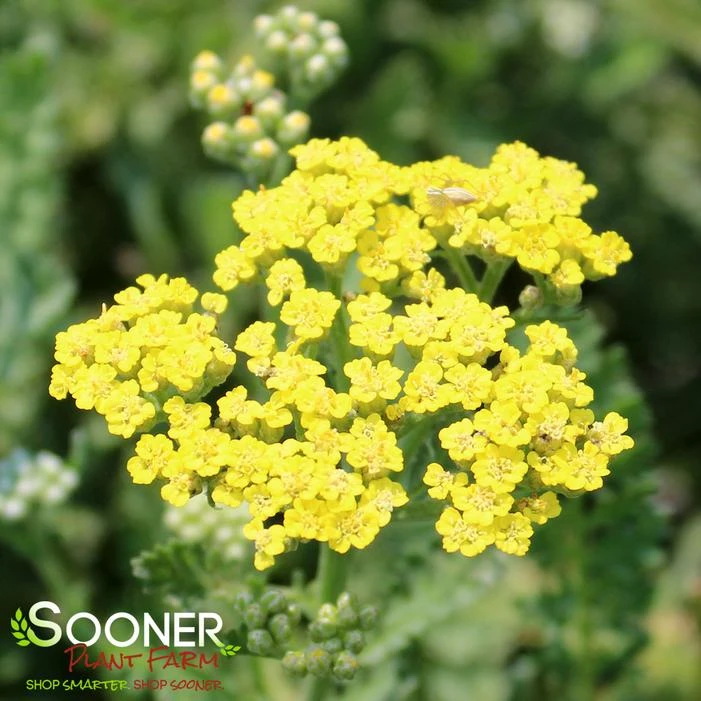 SASSY SUMMER LEMON YARROW 1 SASSY SUMMER LEMON YARROW