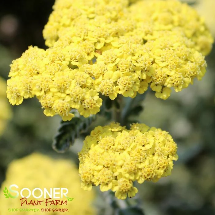 SASSY SUMMER SILVER YARROW 1 SASSY SUMMER SILVER YARROW