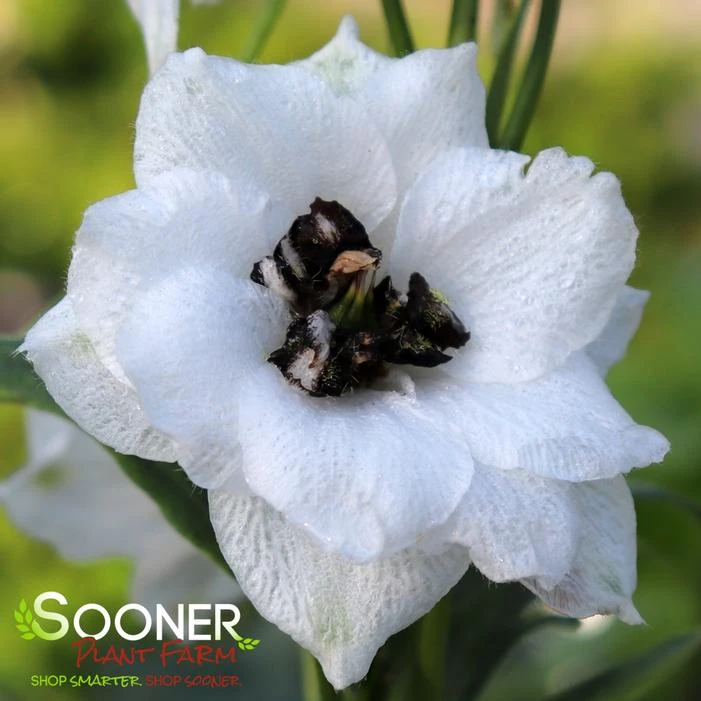 NEW MILLENNIUM™ BLACK-EYED ANGELS DELPHINIUM 1 NEW MILLENNIUM™ BLACK-EYED ANGELS DELPHINIUM