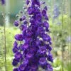NEW MILLENNIUM™ PAGAN PURPLES DELPHINIUM