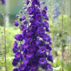 NEW MILLENNIUM™ PAGAN PURPLES DELPHINIUM