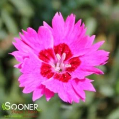PAINT THE TOWN FANCY DIANTHUS -Deals Tend Twig Store DETA 4547