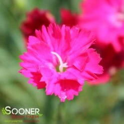 PAINT THE TOWN RED DIANTHUS -Deals Tend Twig Store DETA 4548