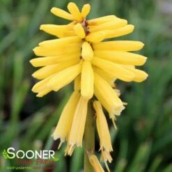 GOLD RUSH RED HOT POKER