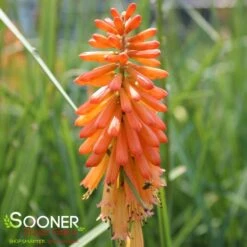 POKER FACE RED HOT POKER