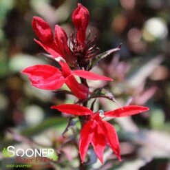 STARSHIP™ SCARLET BRONZE LEAF CARDINAL FLOWER -Deals Tend Twig Store DETA 4576