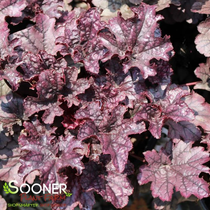 GRAPE TIMELESS CORAL BELLS 4 GRAPE TIMELESS CORAL BELLS - Image 4