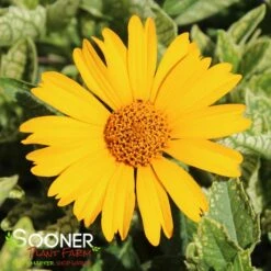 SUNSTRUCK FALSE SUNFLOWER -Deals Tend Twig Store DETA 4601