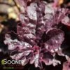 GRAPE EXPECTATIONS CORAL BELLS