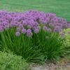 MILLENIUM ORNAMENTAL ONION
