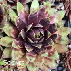 CHICK CHARMS® CRANBERRY COCKTAIL™ HENS & CHICKS