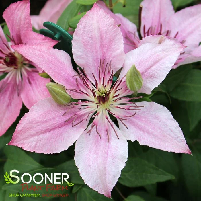 SARAH ELIZABETH™ CLEMATIS 1 SARAH ELIZABETH™ CLEMATIS