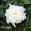 DUCHESS DE NEMOURS GARDEN PEONY