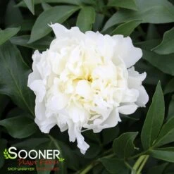 DUCHESS DE NEMOURS GARDEN PEONY