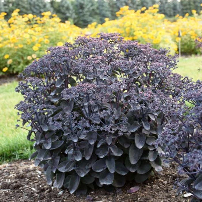 ROCK 'N GROW® BACK IN BLACK SEDUM 1 ROCK 'N GROW® BACK IN BLACK SEDUM