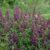 BURGUNDY BLAST FALSE INDIGO