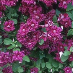 PURPUREA PLENA ELEGANS CLEMATIS