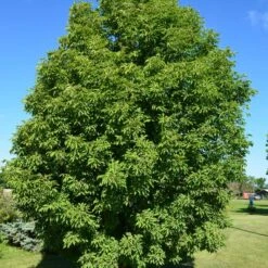 LAVABURST® OHIO BUCKEYE -Deals Tend Twig Store DETA 4788