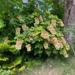 SNOWCICLE OAKLEAF HYDRANGEA -Deals Tend Twig Store DETA 4795