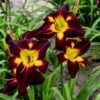 PERSIAN RUBY DAYLILY