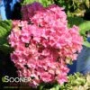 STARFIELD™ HYDRANGEA