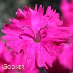 NEON STAR DIANTHUS -Deals Tend Twig Store DETA 496