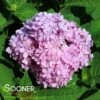 IBLOOM® ROCK-N-ROLL™ HYDRANGEA