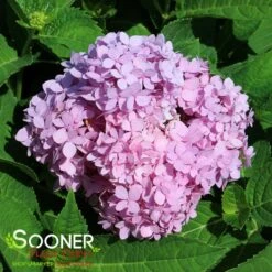 IBLOOM® ROCK-N-ROLL™ HYDRANGEA