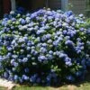 IBLOOM® AZURE SKIES™ HYDRANGEA
